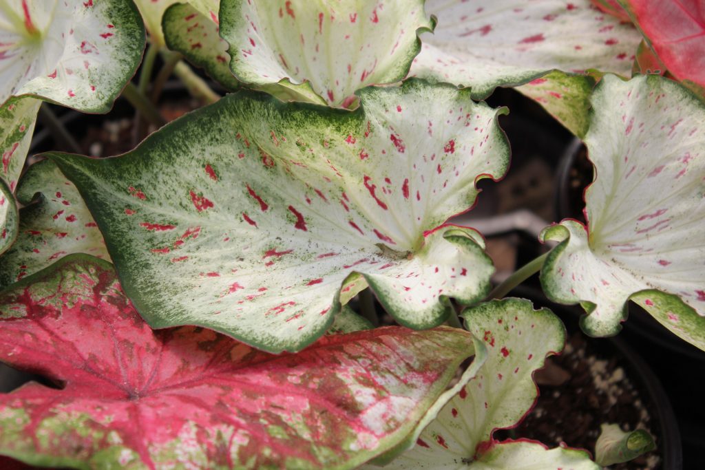 Long Nursery - Your Annuals Headquarters!